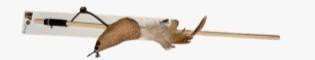 Imported Pet Stick 2 Desgn image