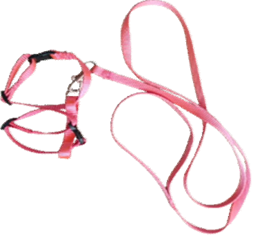 Importd Colorfull harness C image