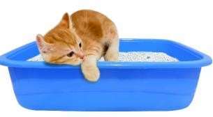 Litter Tray (S) - P image